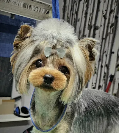 Salon fryzjerski dla psów i kotów "Bella"